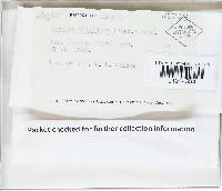 Panellus pusillus image