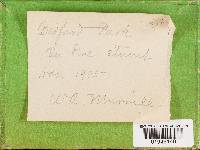 Heterobasidion annosum image