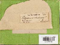 Heterobasidion annosum image