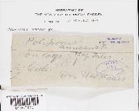 Heterobasidion annosum image