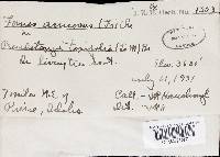 Heterobasidion annosum image