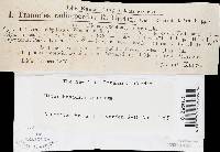 Heterobasidion annosum image