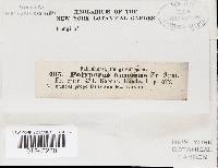 Heterobasidion annosum image