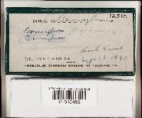 Amphinema byssoides image