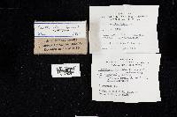 Cantharellus ignicolor image