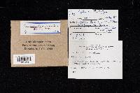 Cantharellus lateritius image