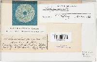 Gymnopus peronatus image