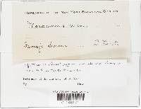 Gymnopus peronatus image