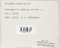 Gymnopus peronatus image