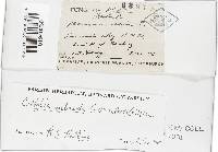 Gymnopus subnudus image