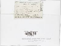 Gymnopus subnudus image