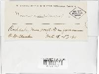 Gymnopus subnudus image