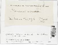 Gymnopus subnudus image