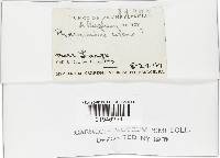 Gymnopus subnudus image