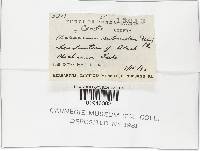 Gymnopus subnudus image