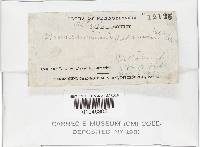 Gymnopus subnudus image