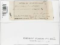 Gymnopus subnudus image