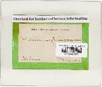 Hebeloma farinaceum image