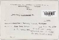 Hebeloma mesophaeum image