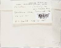 Hebeloma crustuliniforme image