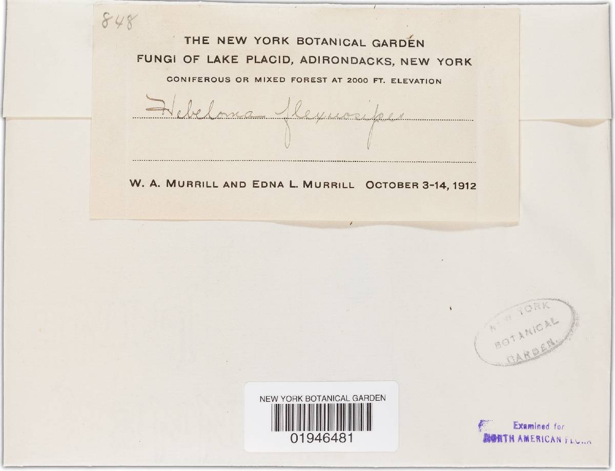 Hebeloma flexuosipes image