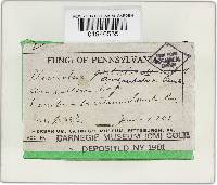 Hohenbuehelia angustata image