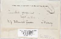 Hohenbuehelia petaloides image