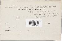 Hohenbuehelia mastrucata image