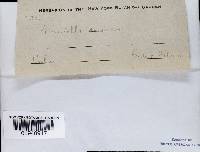 Fomitella supina image