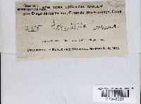 Fomitella supina image