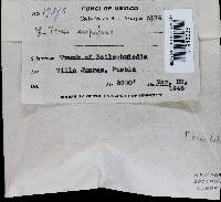 Fomitella supina image