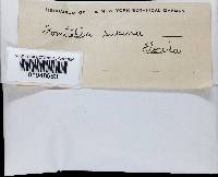 Fomitella supina image