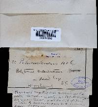 Fomitella supina image