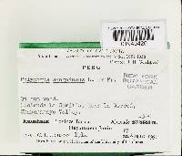 Pycnoporus sanguineus image