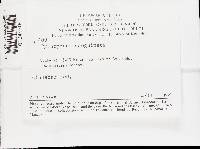 Pycnoporus sanguineus image