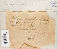 Pycnoporus sanguineus image