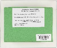 Gymnopus confluens image