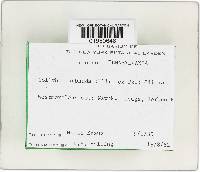 Gymnopus subnudus image