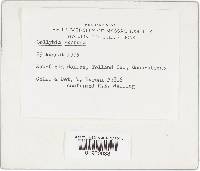 Gymnopus subnudus image