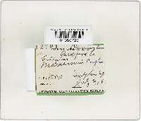 Gymnopus subnudus image