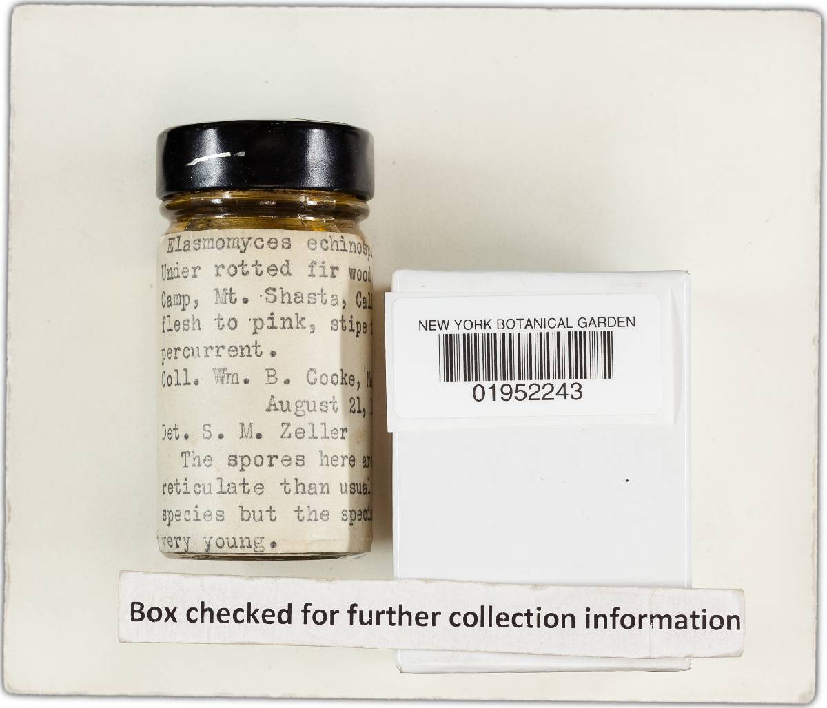 Elasmomyces echinosporus image