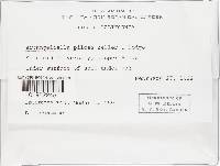 Thumbnail image of current specimen