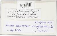 Thumbnail image of current specimen