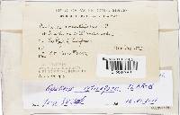 Gautieria retirugosa image