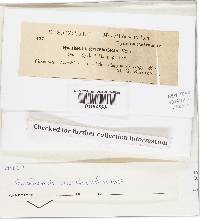 Gautieria retirugosa image