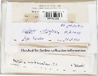 Gautieria retirugosa image