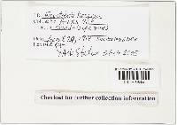 Gautieria retirugosa image