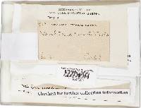 Gautieria retirugosa image