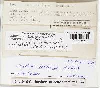 Gautieria retirugosa image