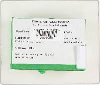 Gautieria retirugosa image